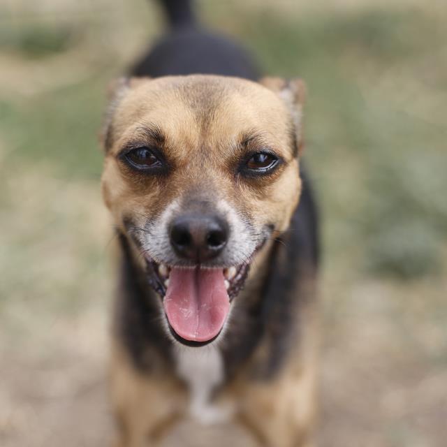 Shelter Stray Male Dog last seen Near BLOCK HUNTER BLVD, 4710 TX-151, San Antonio, TX 78227, USA