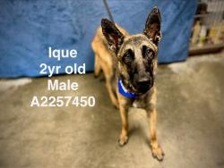 Shelter Stray Male Dog last seen , West Valley Animal Shelter, 20655 Plummer St, Chatsworth, CA 91311, USA