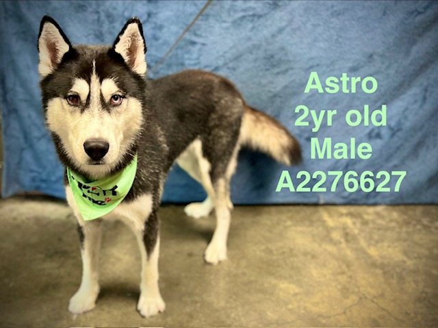 Shelter Stray Male Dog last seen , West Valley Animal Shelter, 20655 Plummer St, Chatsworth, CA 91311, USA