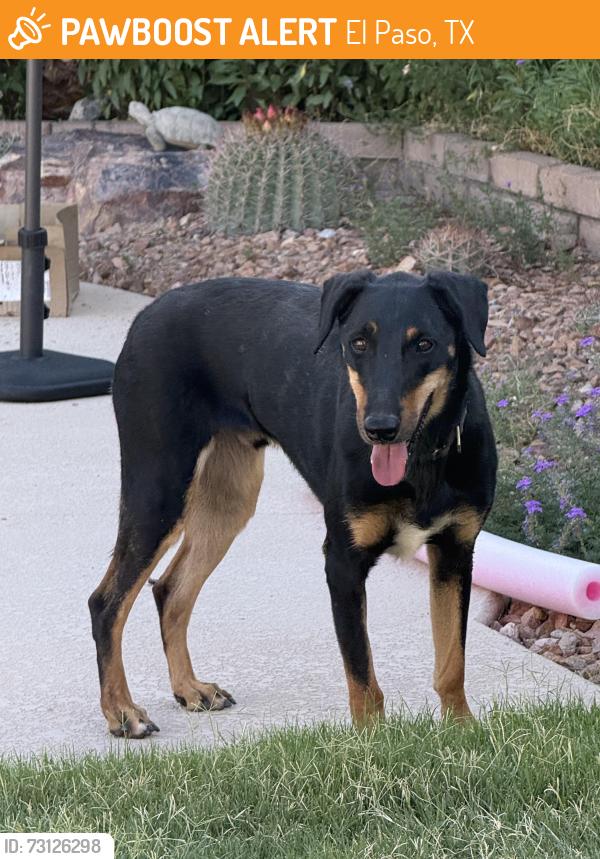 Found/Stray Unknown Dog last seen Ashridge Drive, El Paso, TX 79925