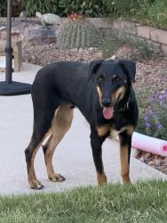 Found/Stray Unknown Dog last seen Ashridge Drive, El Paso, TX 79925