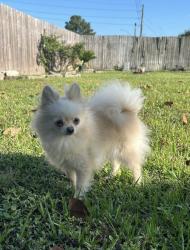 Lost Female Dog last seen Near port angeles Dr, Houston, TX 77086