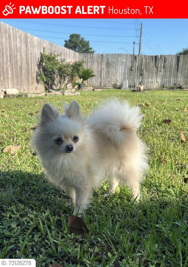 Lost Female Dog last seen Near port angeles Dr, Houston, TX 77086