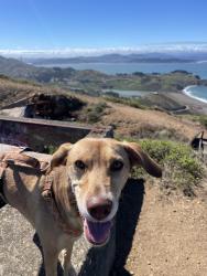 Reunited Female Dog last seen Near Francisco, San Francisco, CA 94109