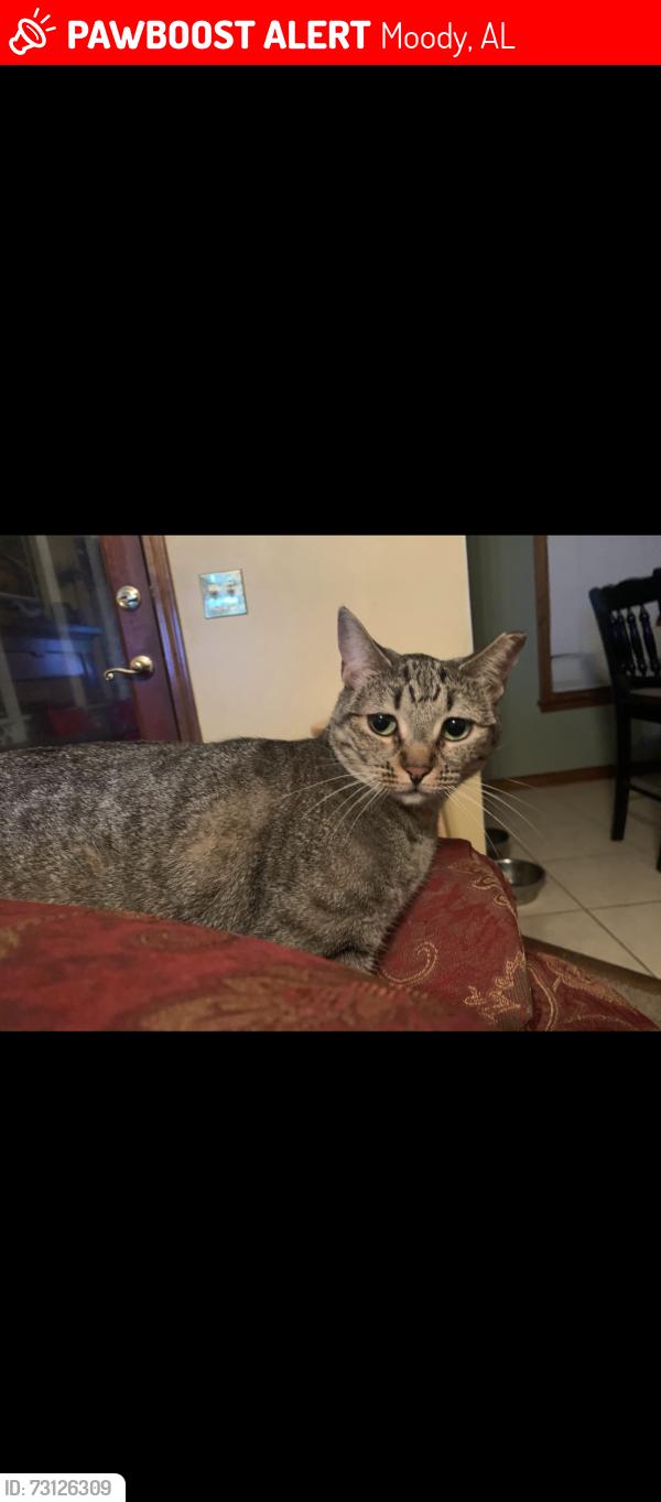 Lost Female Cat last seen Best Western Hotel, Moody, AL 35004