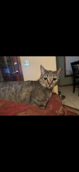 Lost Female Cat last seen Best Western Hotel, Moody, AL 35004