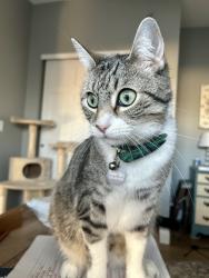 Reunited Male Cat last seen Avondale subdivision in O’Fallon, O'Fallon, MO 63376