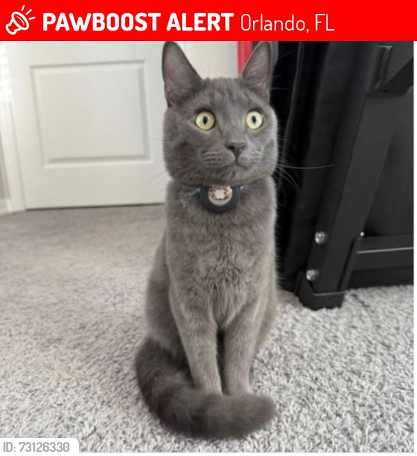 Lost Male Cat last seen Bovet Avenue, Orlando, FL 32827
