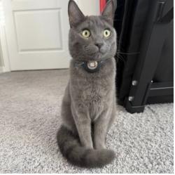 Lost Male Cat last seen Bovet Avenue, Orlando, FL 32827