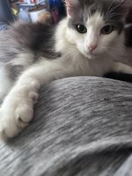 Lost Male Cat last seen Kai vista dr, Niederwald, TX 78640