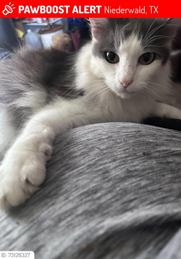 Lost Male Cat last seen Kai vista dr, Niederwald, TX 78640