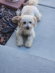 Reunited Male Dog last seen French Roast &hse Blend, Henderson, NV 89052