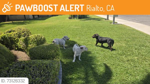 Found/Stray Male Dog last seen Chaparal and encina ave in rialto, Rialto, CA 92376
