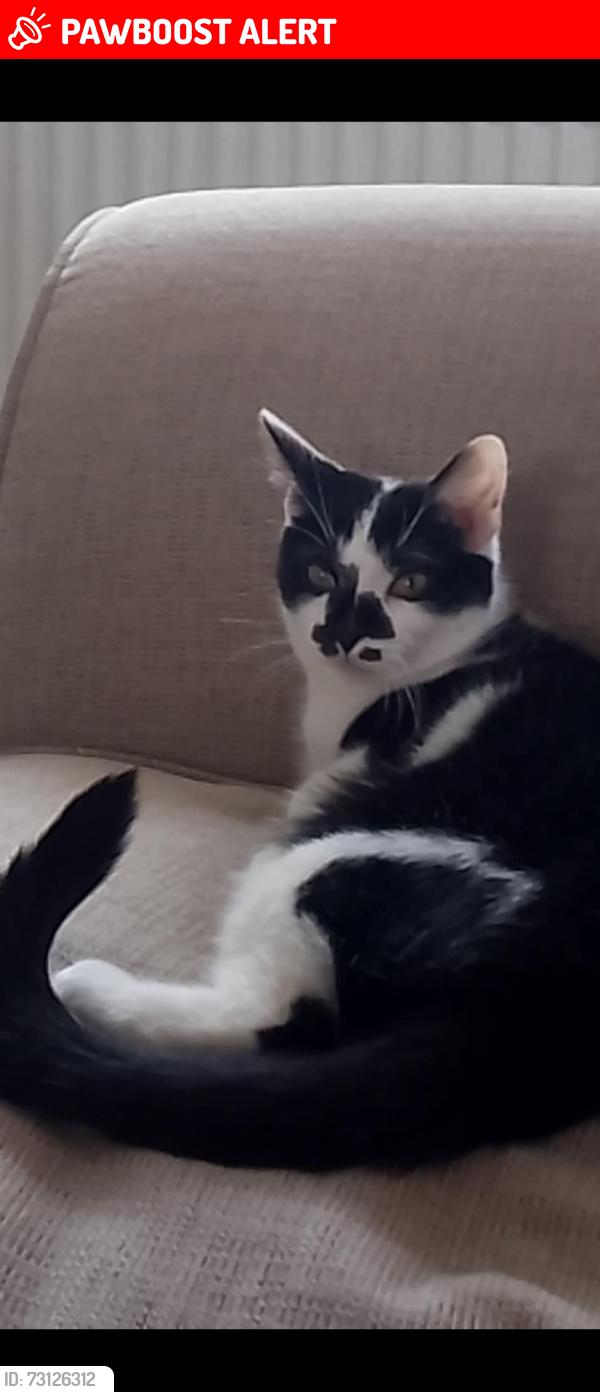 Lost Male Cat last seen Duncan court nn82bp, North Northamptonshire, England NN8 2BP