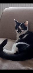 Lost Male Cat last seen Duncan court nn82bp, North Northamptonshire, England NN8 2BP