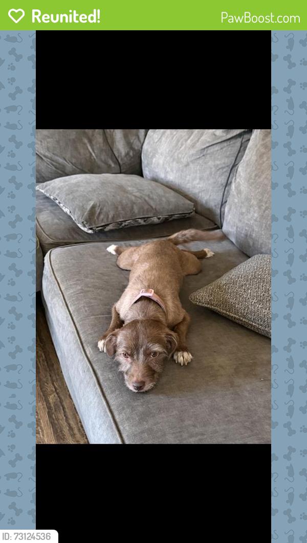 Reunited Female Dog last seen Pigeon Pass Rd, Moreno Valley, CA, USA, Moreno Valley, CA 92557