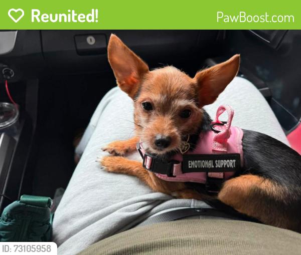 Reunited Female Dog last seen Elsbeth and West Canty or Kidd Springs Park in Dallas, Texas, Dallas, TX 75208