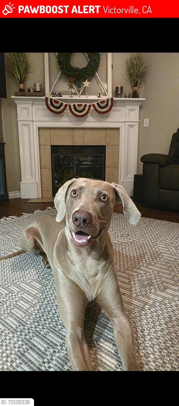 Lost Male Dog last seen Luna Rd and Princeton, Victorville, CA 92392