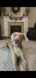 Lost Male Dog last seen Luna Rd and Princeton, Victorville, CA 92392
