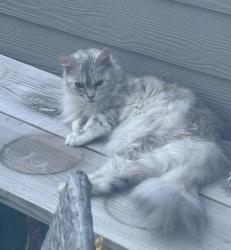 Reunited Female Cat last seen Beardgrass St, Jacksonville, FL 32258