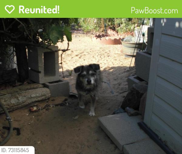 Reunited Male Dog last seen Chippewa DR and Apache Loop, Rio Rancho, NM 87124