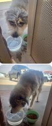 Found/Stray Male Dog last seen 193rd Ave and McDowell Road, Maricopa County, AZ 85396