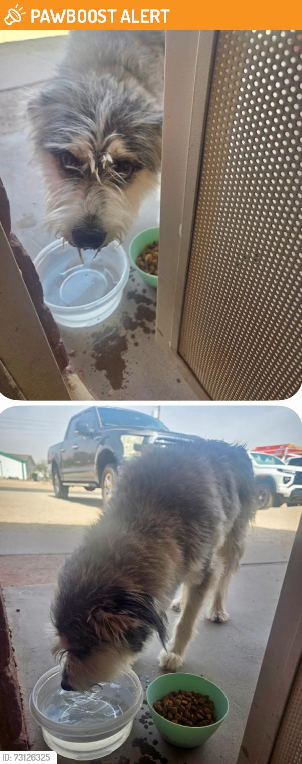 Found/Stray Male Dog last seen 193rd Ave and McDowell Road, Maricopa County, AZ 85396