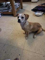 Found/Stray Female Dog last seen N. WESTERN & 91ST., Oklahoma City, OK 73114