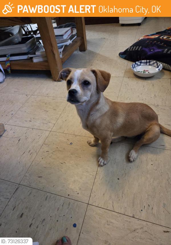 Found/Stray Female Dog last seen N. WESTERN & 91ST., Oklahoma City, OK 73114