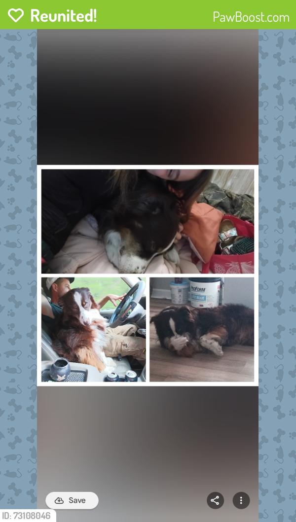 Reunited Male Dog last seen Near, Spring Lake, NC 28390