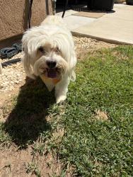 Reunited Unknown Dog last seen Clovis/California, Fresno, CA 93727