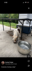 Found/Stray Female Dog last seen Near friendship Patterson mill road, Burlington, NC 27215