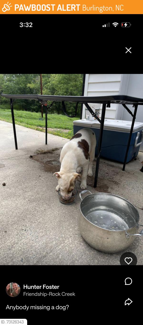 Found/Stray Female Dog last seen Near friendship Patterson mill road, Burlington, NC 27215