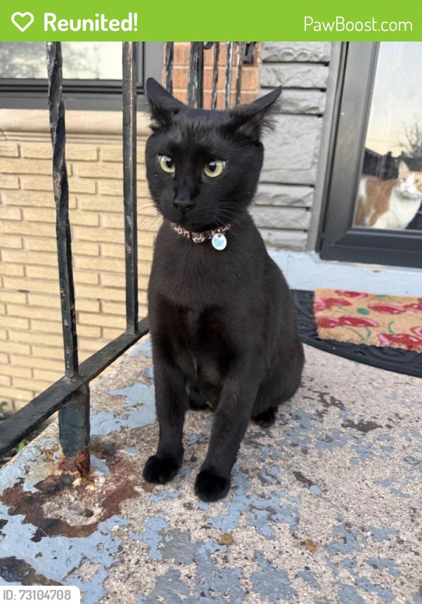 Reunited Female Cat last seen Wolcott Ave & 74th Street, Chicago, IL 60636