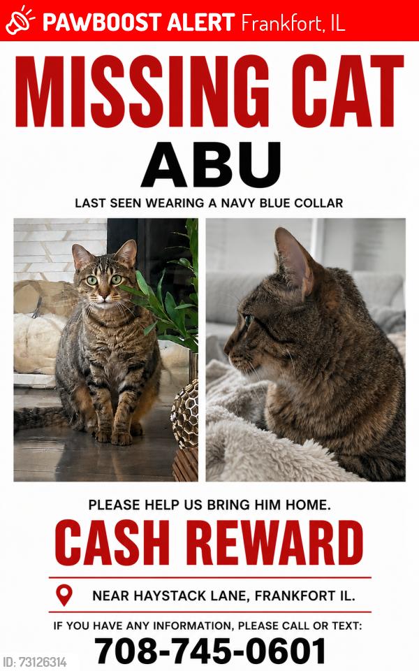 Lost Male Cat last seen Haystack drive, Frankfort, IL 60423