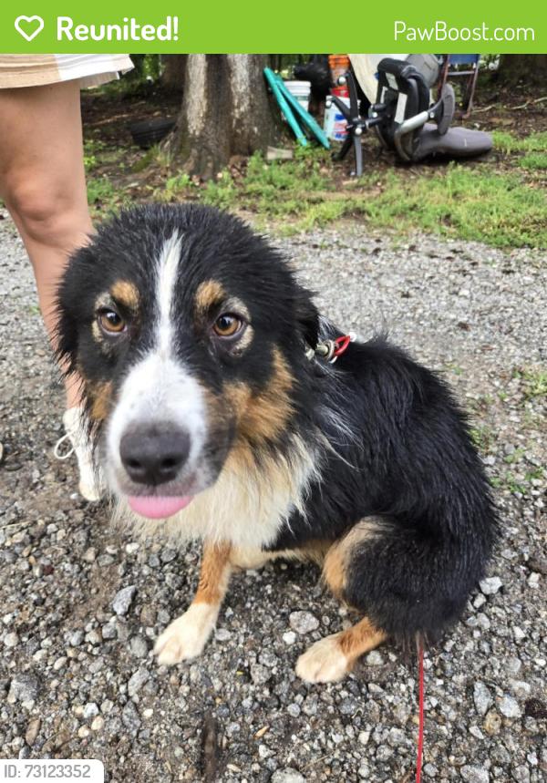 Reunited Male Dog last seen Post oak dr, Hull, GA 30646
