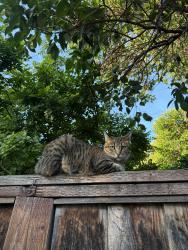 Reunited Female Cat last seen Decoto, Union City, CA 94587