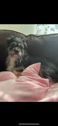 Reunited Female Dog last seen King NC, King, NC 27021