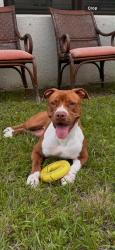 Reunited Female Dog last seen Bravo supermarket parking, Fort Pierce, FL 34945
