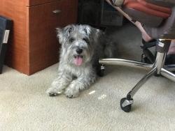 Reunited Male Dog last seen Halyard Drive between College Ave and Jennings Ave, Santa Rosa, CA 95401