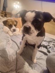 Reunited Female Dog last seen Bluebell & legacy, Fort Worth, TX 76108