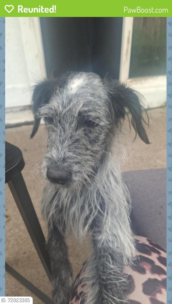 Reunited Female Dog last seen Galaxy rd, Garland, TX 75044
