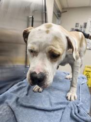 Shelter Stray Male Dog last seen Near Marietta Street, North Charleston, SC, 2455 Remount Rd, North Charleston, SC 29406, USA