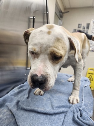 Shelter Stray Male Dog last seen Near Marietta Street, North Charleston, SC, 2455 Remount Rd, North Charleston, SC 29406, USA