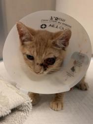 Shelter Stray Male Cat last seen E Montecito Ave & S Rogers Ln, Fresno Zone Fresno CO 2 93727, CA, 1510 W Dan Ronquillo Dr, Fresno, CA 93706, USA