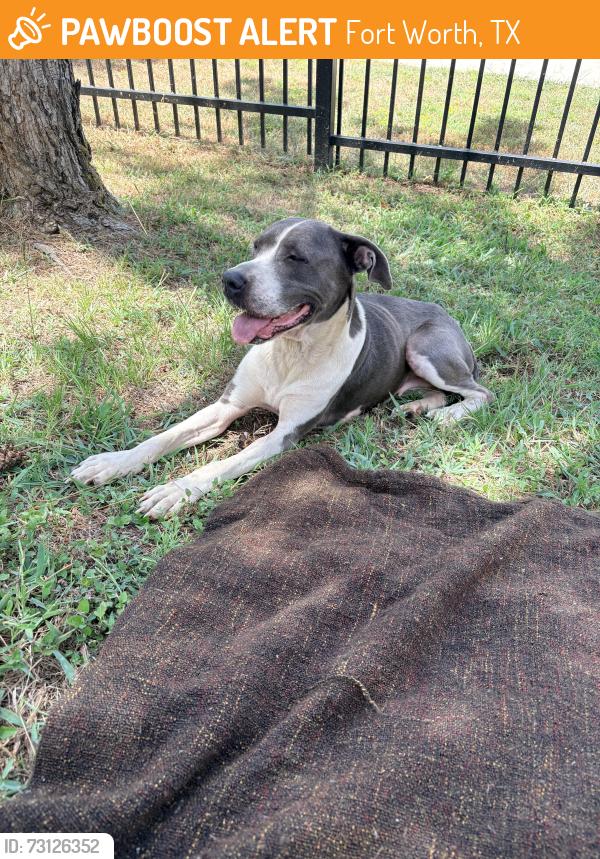 Found/Stray Female Dog last seen Near Stephenson-Levy, Fort Worth, TX 76028