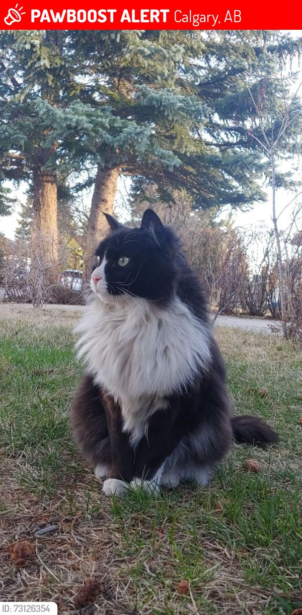Lost Male Cat last seen brookgreen drive calgary, Calgary, AB 