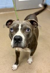 Shelter Stray Male Dog last seen Near Galleon Crossing, 30035, GA, 3280 Chamblee Dunwoody Rd, Chamblee, GA 30341, USA