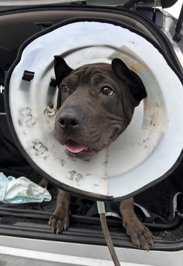 Shelter Stray Male Dog last seen Sapphire St and Winterside Lane, Atlanta, GA, 1251 Fulton Industrial Blvd NW, Atlanta, GA 30336, USA