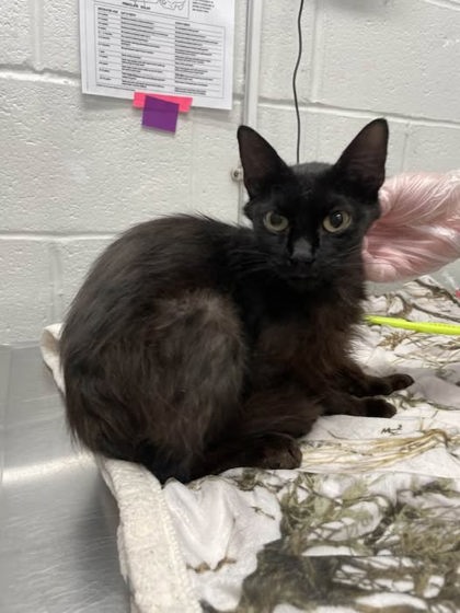 Shelter Stray Female Cat last seen Near 7th St, 21225, MD, 301 Stockholm St, Baltimore, MD 21230, USA